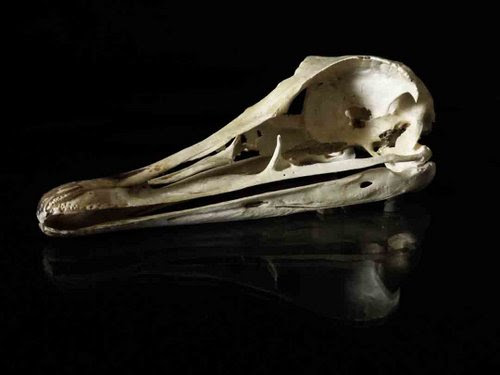 Rhea skull bird