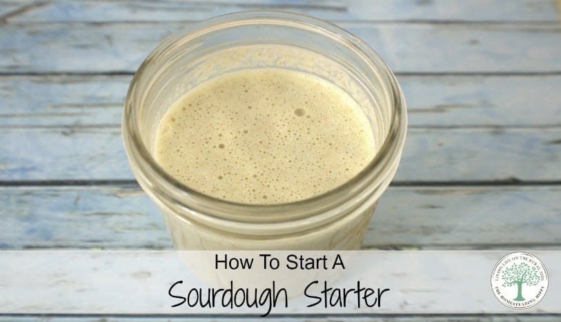 Making your own breads without commercial yeast is fun and easy to do once you get a starter going. Here's how I do it with just 2 ingredients! The Homesteading Hippy