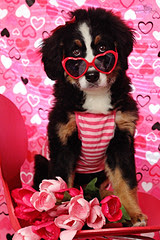 5/52 Happy Valentines Day!