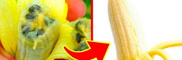 Banana Facts Free Download Videos Mp3 and Mp4