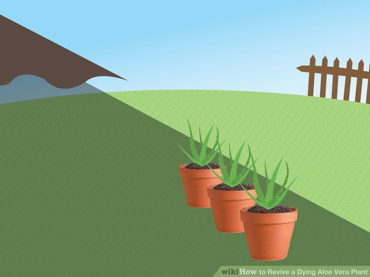 Revive a Dying Aloe Vera Plant Step 12.jpg