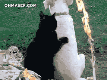 catmassage