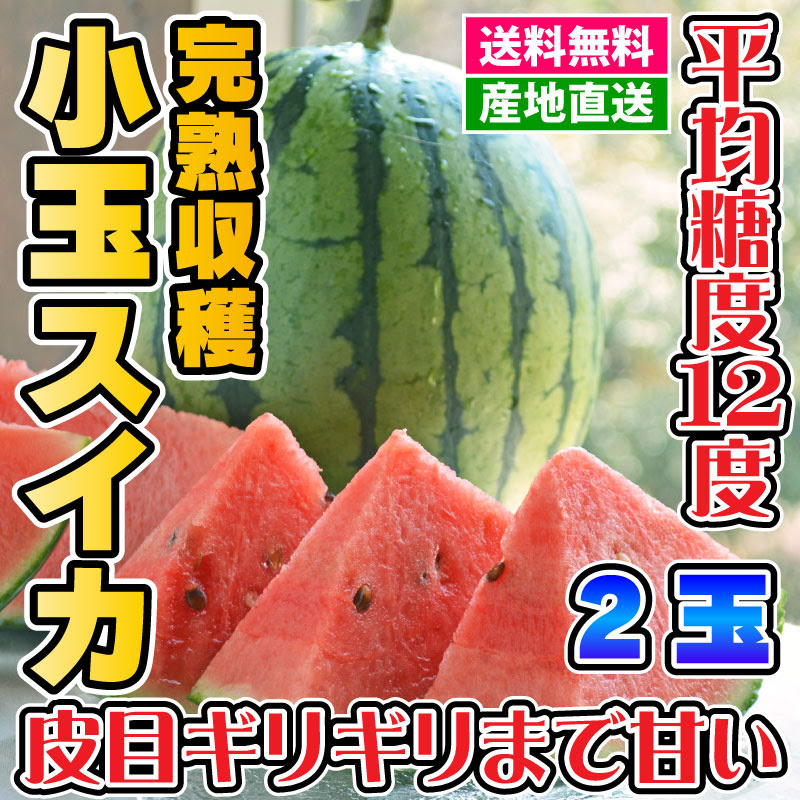 スイカ 小玉スイカ 2lサイズ 約3kg 2玉 熊本 驚きの美味しさ 果物 すいか 農家の台所 Web Shop