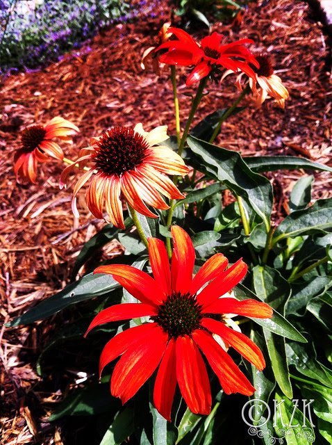 IMG_0628 Tomato Soup Echinacea