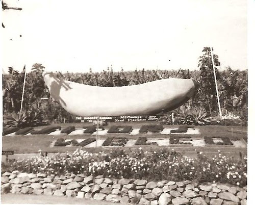 Big bannana in 1966