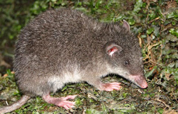 The newly discovered marsupial: Caenolestes sangay with its signature small ears and long snout.