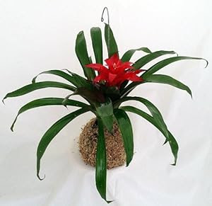 Amazon.com: 'Vase Plant' Hanging Root Orb - Easy to Grow, Exotic ...