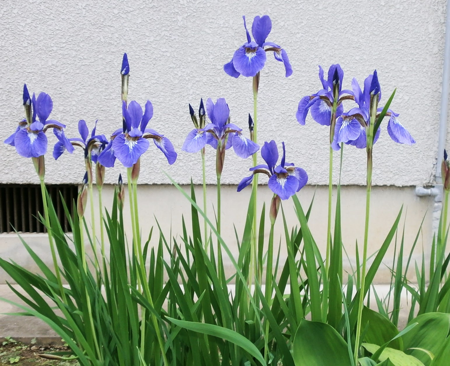 南花台花歩き No 100 ミニアヤメ 咲っく南花台 Com