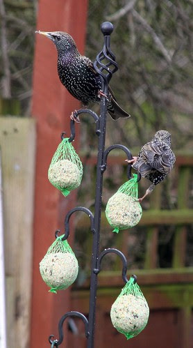 Starlings