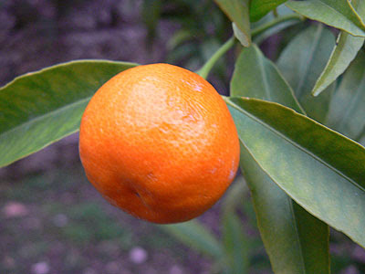 clementine sur l'arbre.jpg
