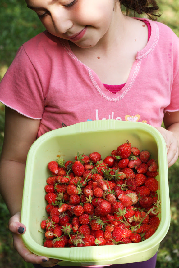 strawberries forest