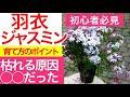 ジャスミン 剪定 175189