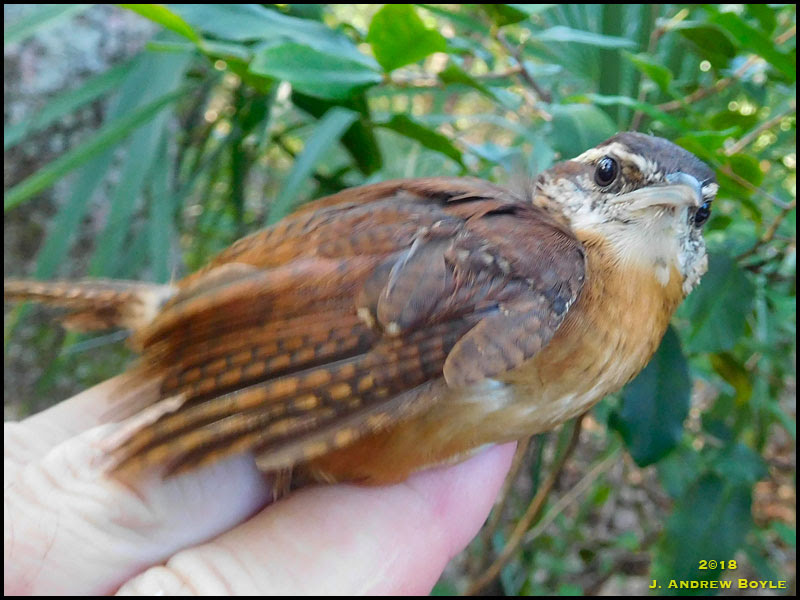 Carolina Wren