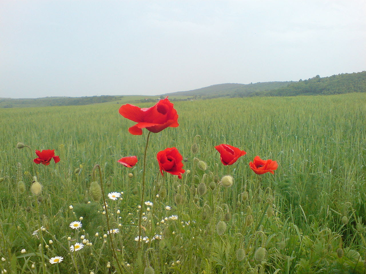 http://upload.wikimedia.org/wikipedia/commons/thumb/5/5d/Poppy_in_wheat_field.JPG/1280px-Poppy_in_wheat_field.JPG