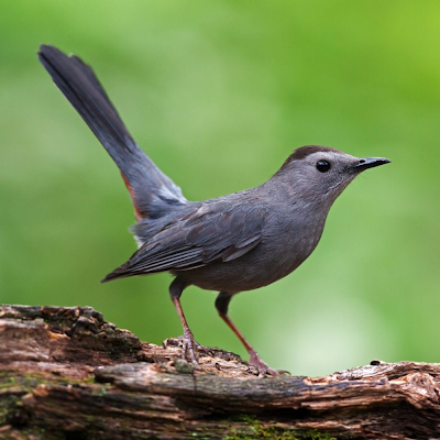  Cool Grey Bird Pictures Ideas 