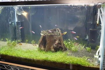 18 08 15 水槽リセットからの Ghd水槽復活