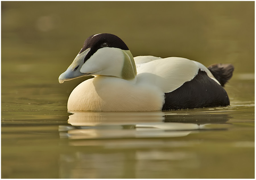 500px favs, rg443