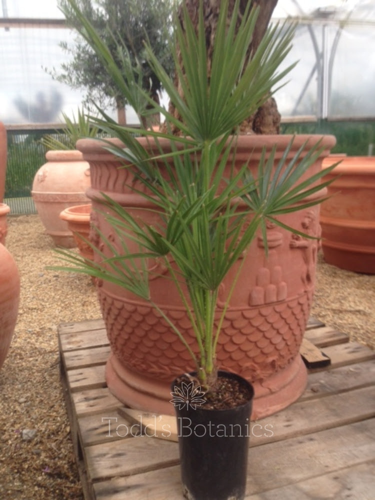 Plantation chamaerops humilis vulcano