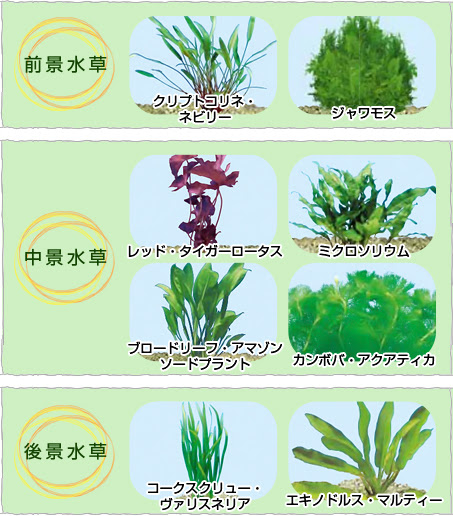 上手な水草育成の水草 苔ガイド 浄化サイクルの働き 苔対策 株式会社セラジャパン