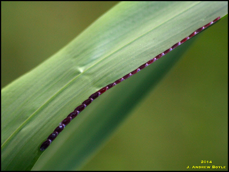 Katydid Eggs