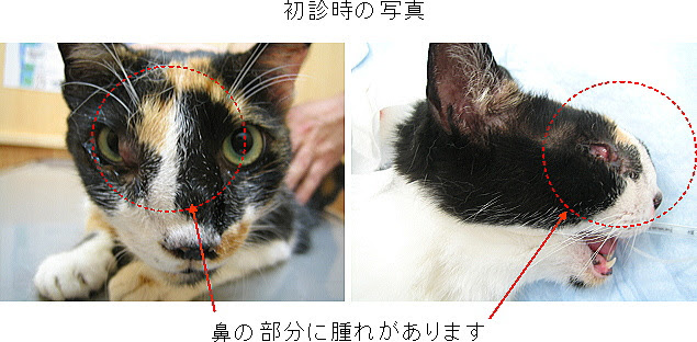 あいの動物病院腫瘍成績