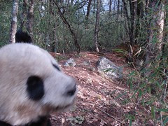 Giant Panda