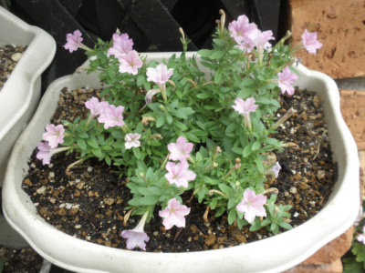 ペチュニアの種の採り方です 狭い庭を花いっぱいにする育て方 楽天ブログ