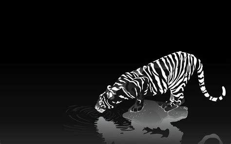 cool tiger wallpapers wallpaper cave