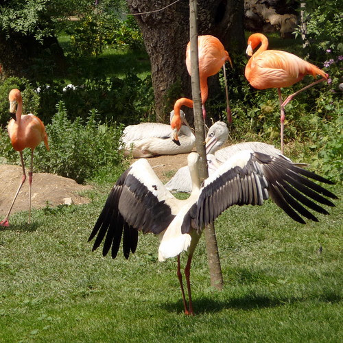 el baile de la cigüeña