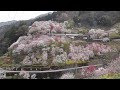 無料ダウンロード 高知 ひょうたん 桜 248119-高知 ひょうたん桜 見頃