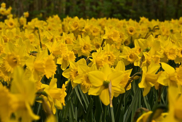 Yellow Narcissus  Flickr  Photo Sharing!