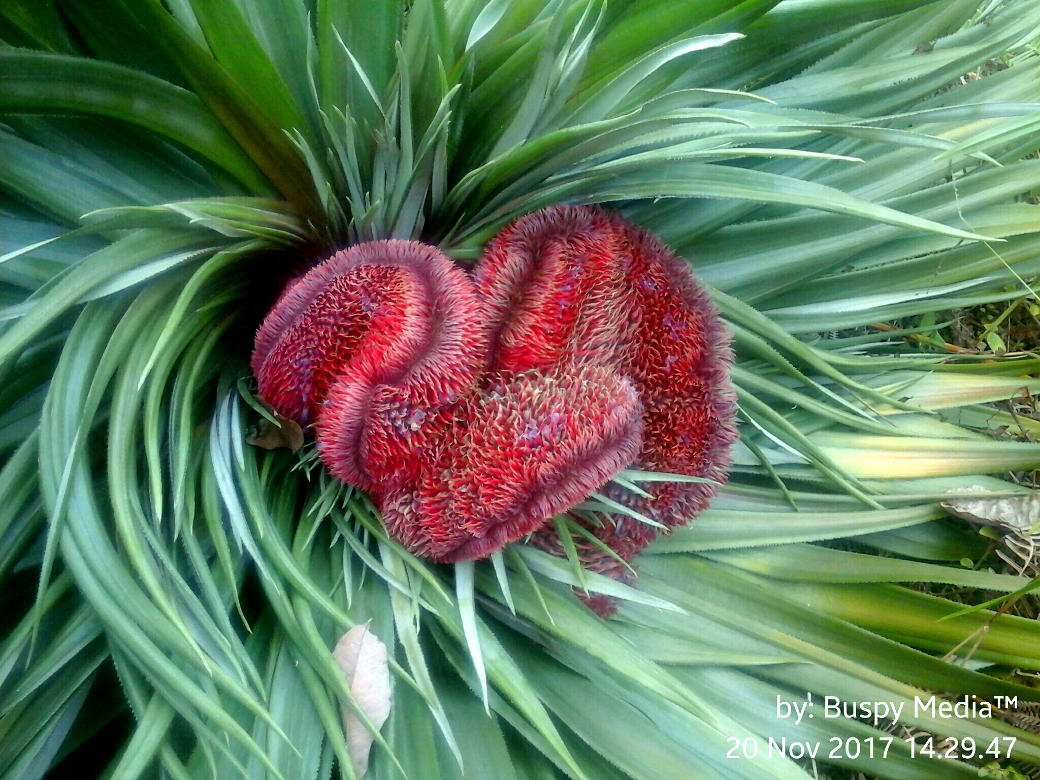 Animasi Kaligrafi Islam Bergerak Terbaru