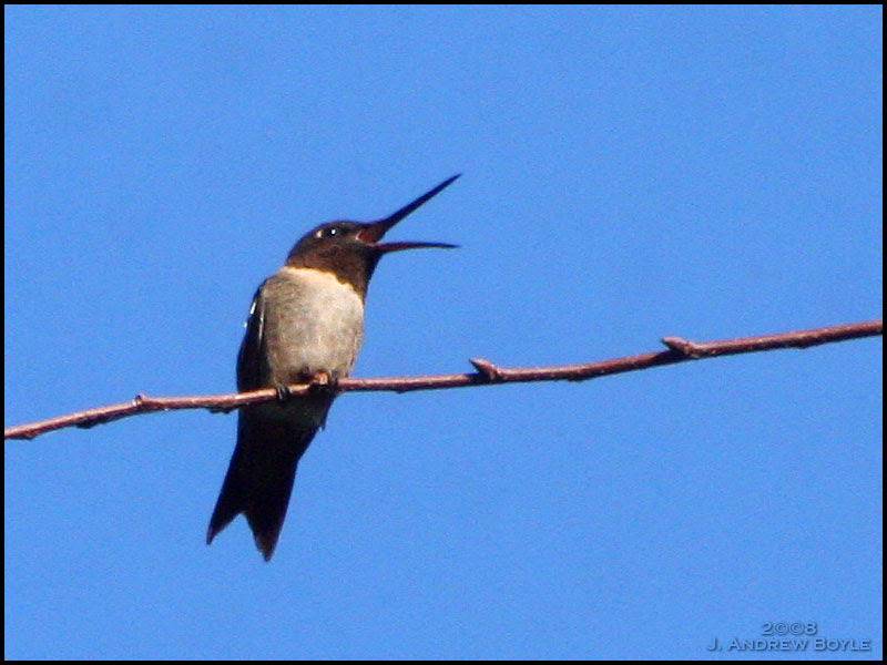 Ruby-throated Hummingbird
