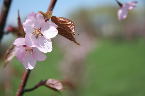 Blossoming spring