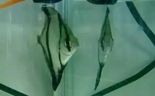 這個水嘗著有點咸 可轉海的淡水魚和汽水魚有哪些 每日頭條