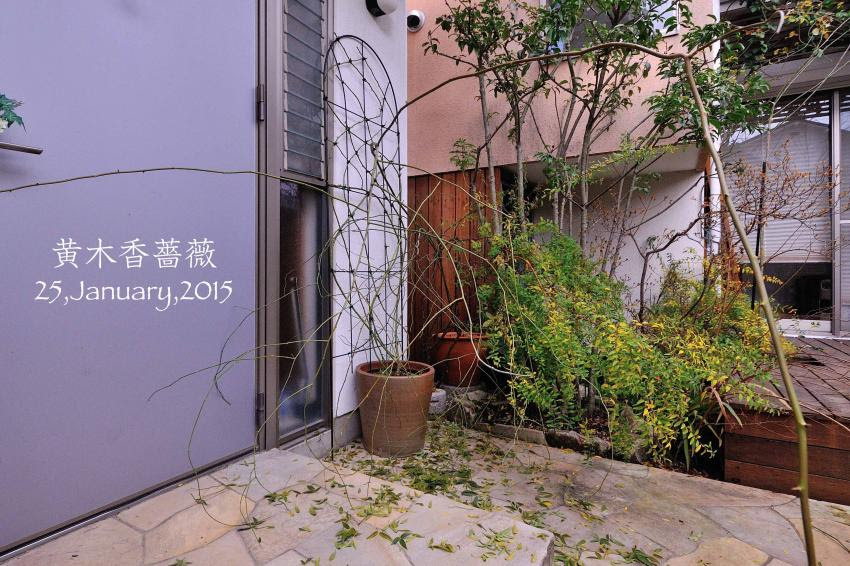 Change My Garden Change My Life 中庭の黄モッコウバラの誘引