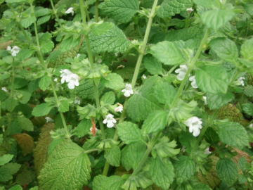 レモンバーム News Diary