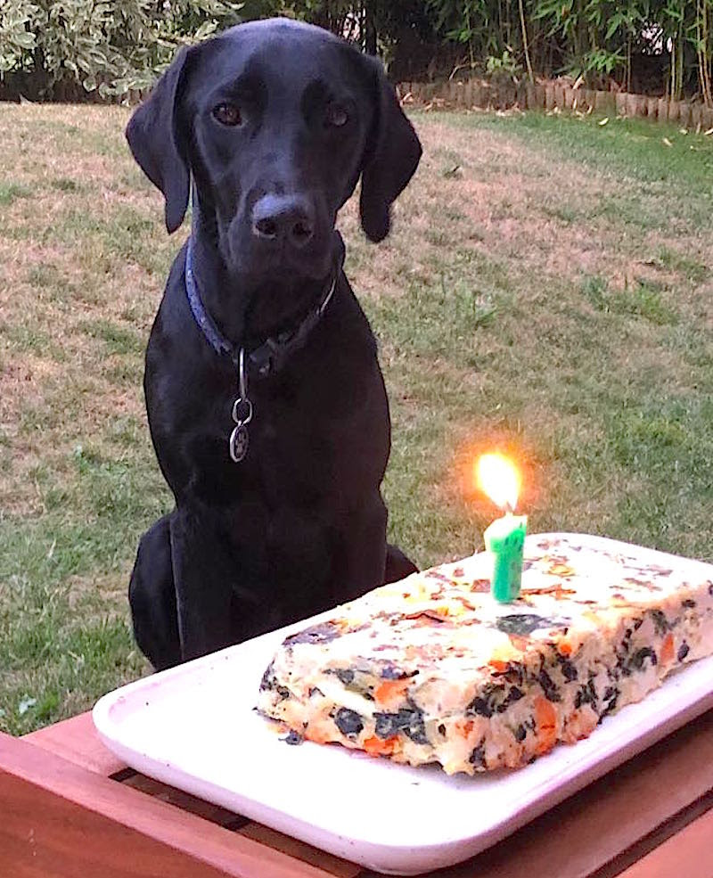 Gateau D Anniversaire Pour Chiens Au Poulet Les Grains De Sel De Babette