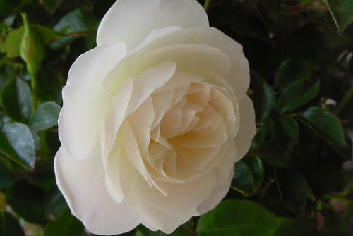 White Rose