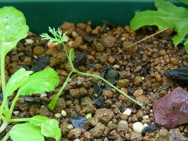ディル 大量にこぼれ種発芽 Kochan S ベランダ菜園blog マンションガーデニング 家庭菜園 仙台グルメ キャンペーン情報等