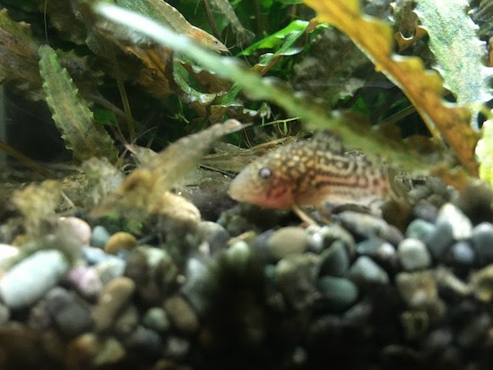 久しぶりにコリドラスステルバイ 繁殖 趣味是徒然日記