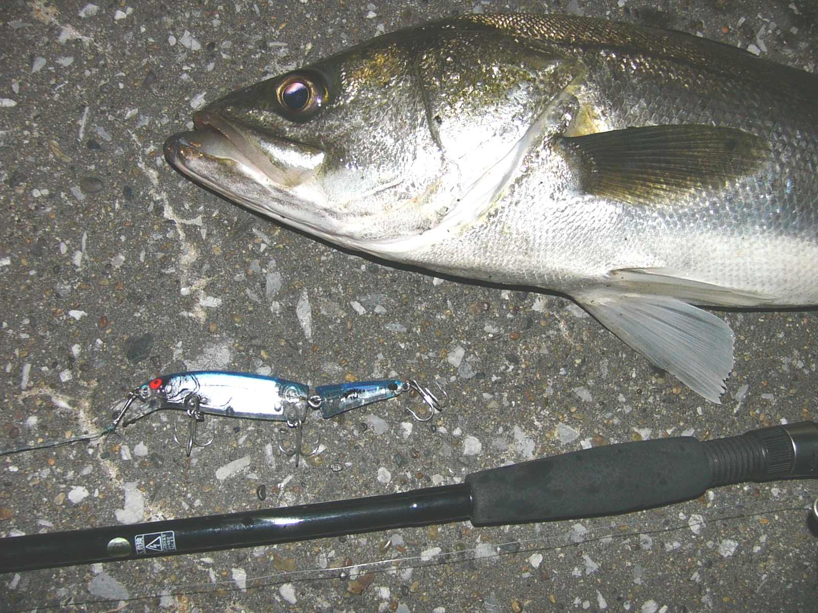 ルアー釣り日記 シーバス 11 15夜のシーバス葛西臨海公園 1ゲット １バラシ