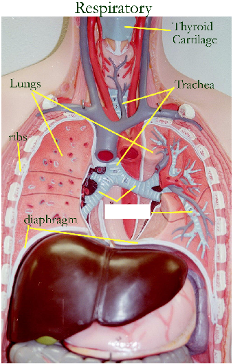 Print Activity 5: Examining the Human Torso Model flashcards | Easy Notecards