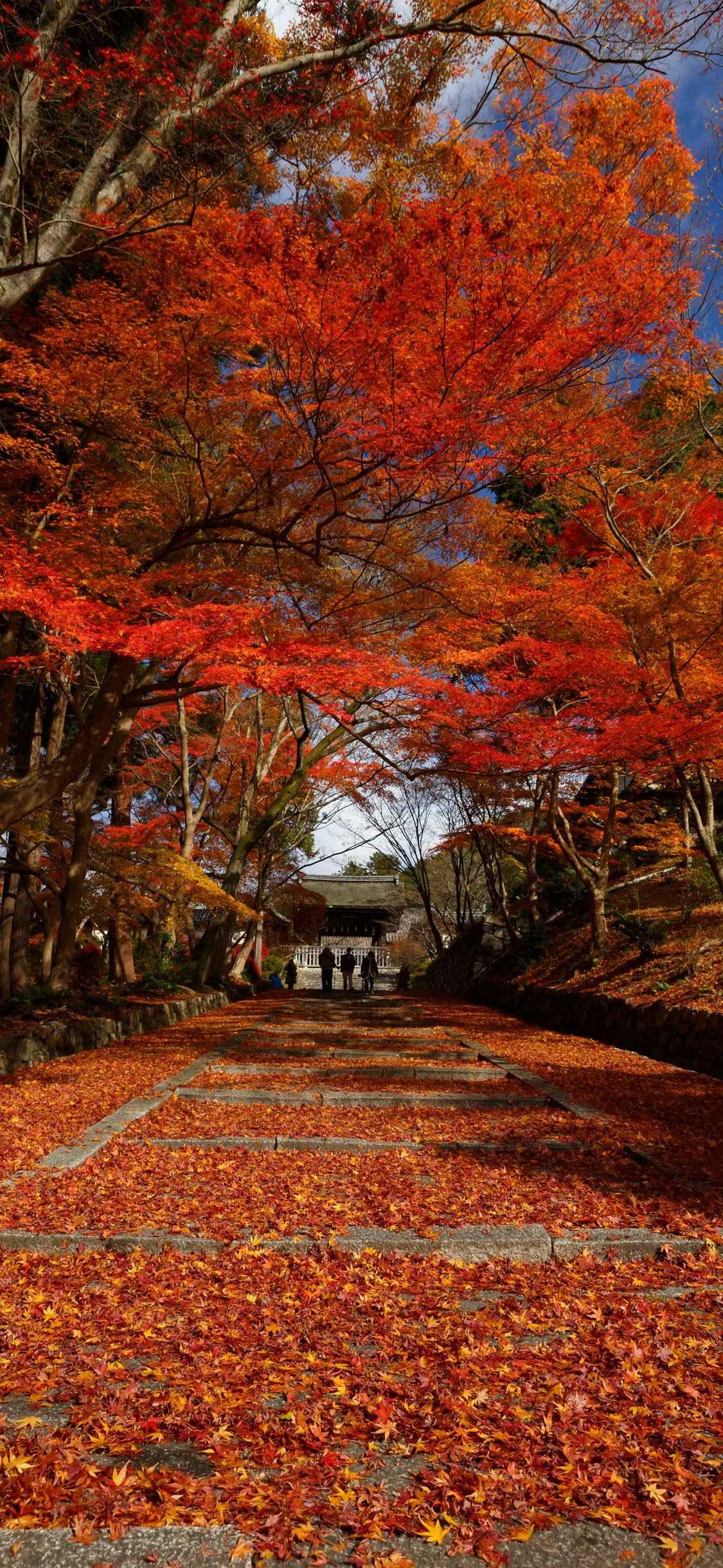 紅葉 壁紙 Iphone