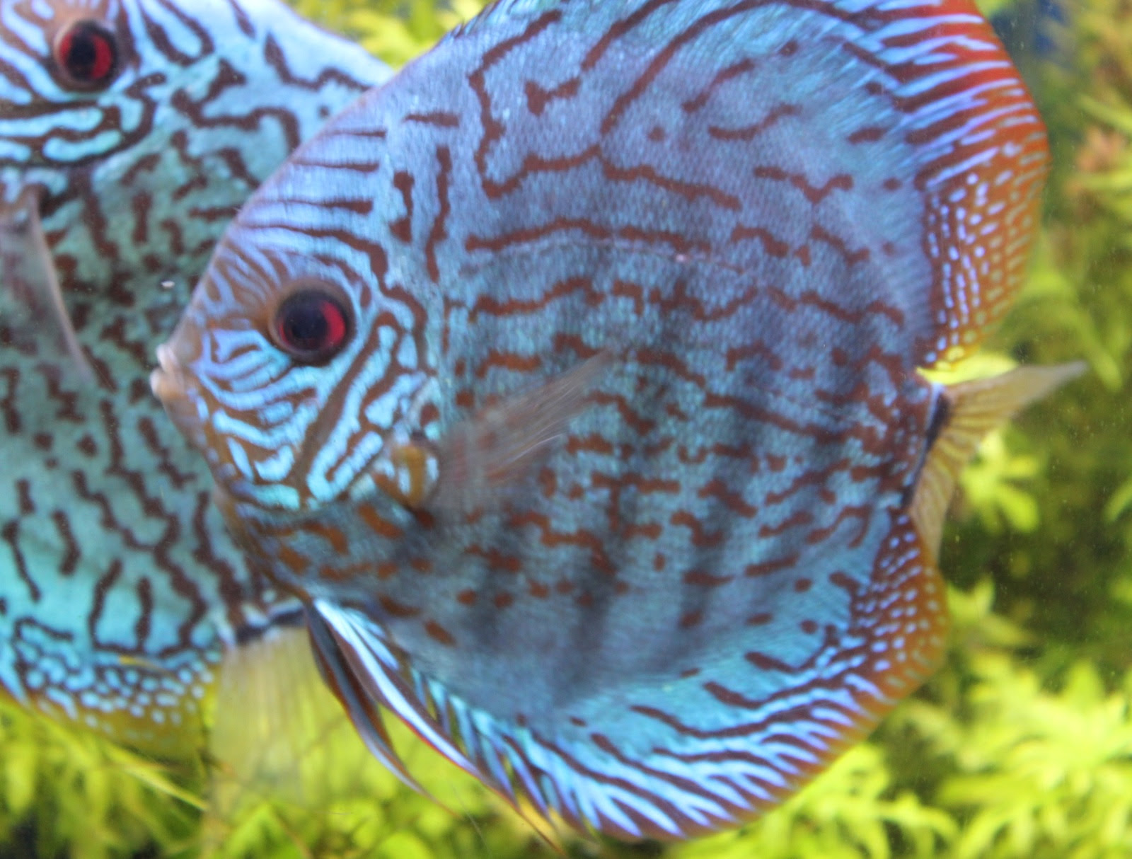 マーサのお魚通信 ディスカス全品 平常価格の半額