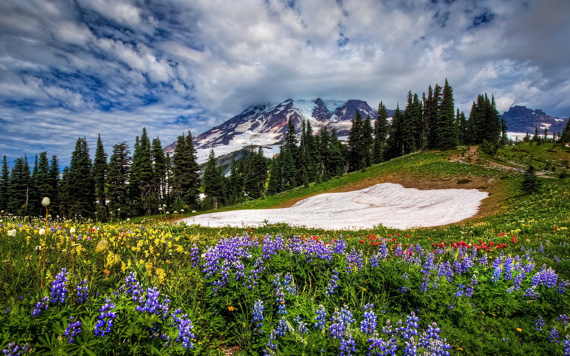 Mountain Wildflowers Wallpaper 1920x1200 31058