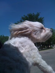 Lola