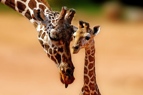 Adorable Animals Photos That Amaze You Adorable Animals Photos That Amaze You