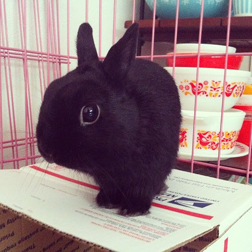 George by Jeni Baker