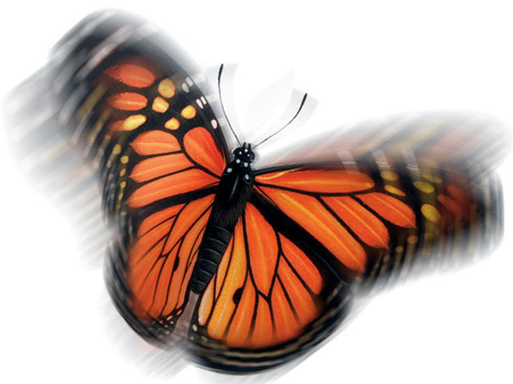 Monarch11